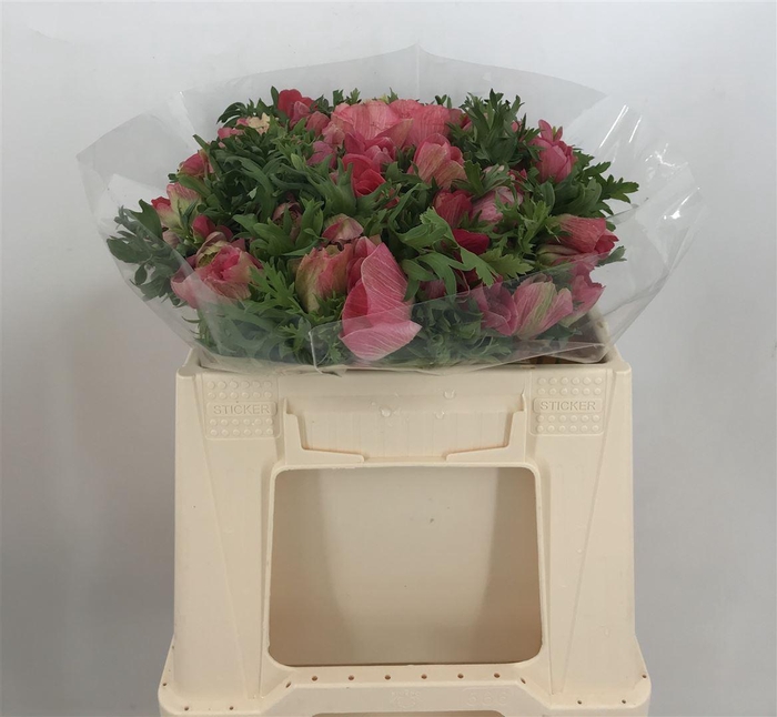 <h4>ANEM EX PINK</h4>