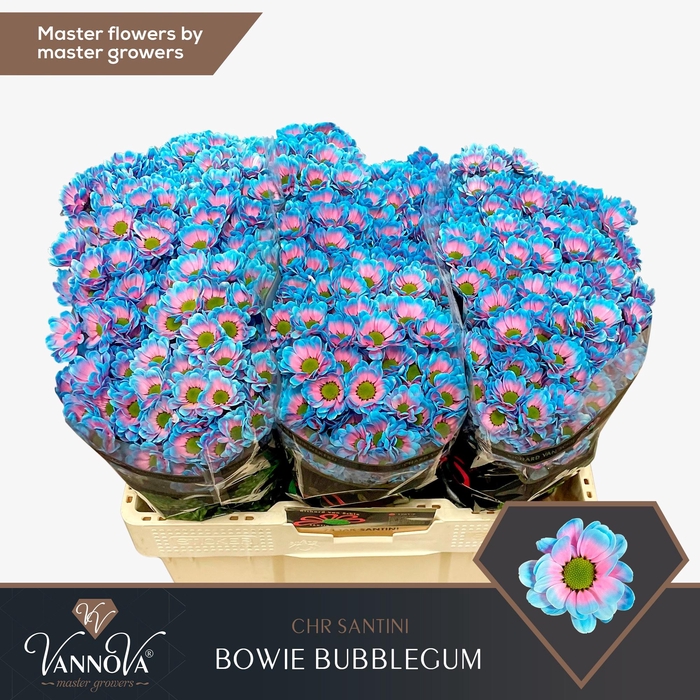 <h4>Chrysanten Chr S Bowie Bubblegum</h4>