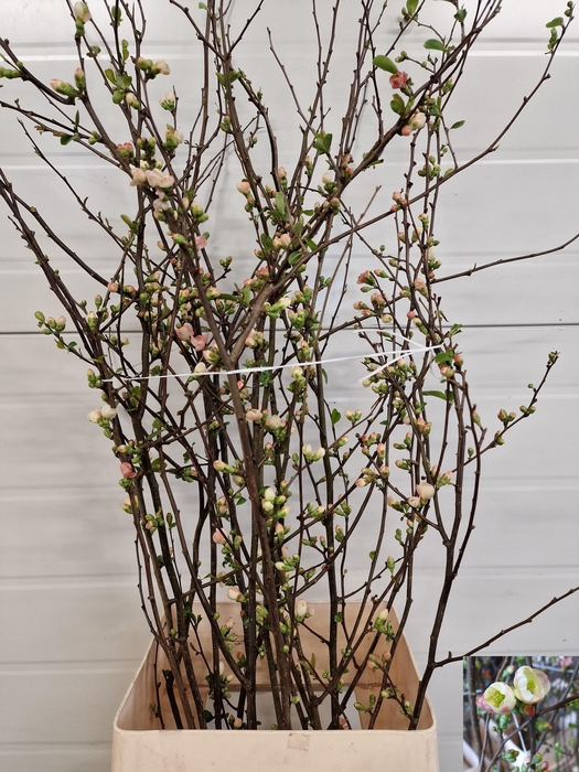 <h4>CHAENOMELES 'IVOOR'</h4>