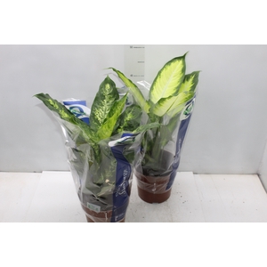DIEFFENBACHIA VARIADO P17