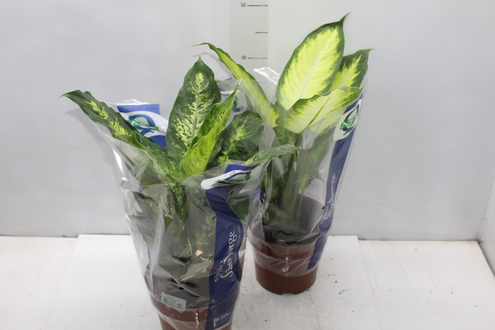 <h4>DIEFFENBACHIA VARIADO P17</h4>