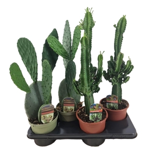 Cactus mix