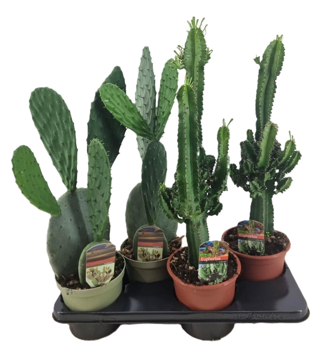<h4>Cactus mix</h4>