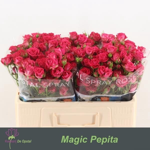 R Tr Magic Pepita Opstal