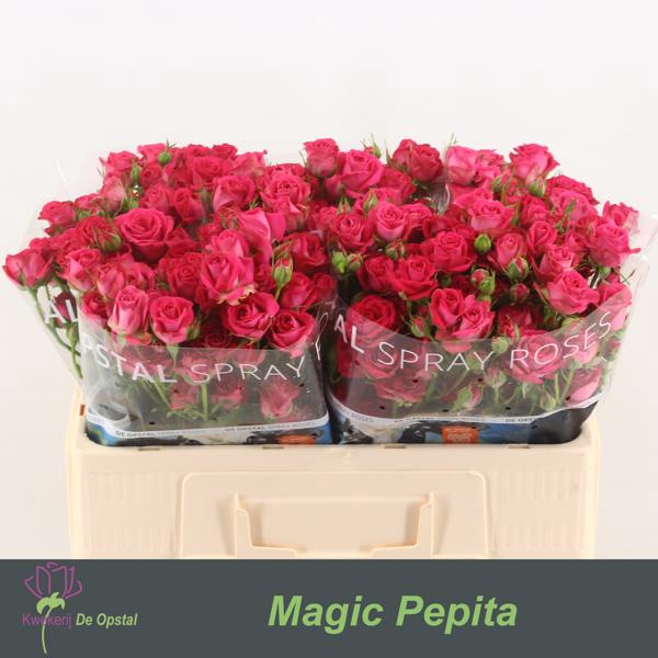 <h4>R Tr Magic Pepita Opstal</h4>