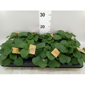 Peperomia albov. 'Rana Verde'