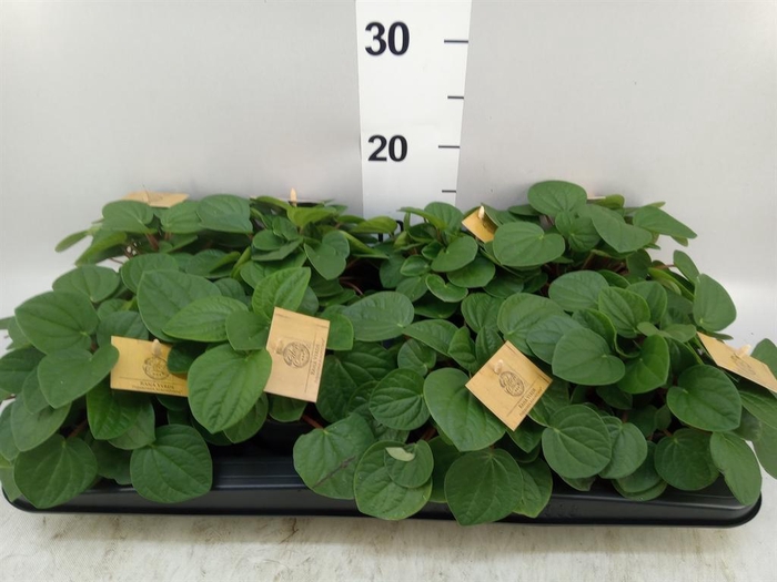 <h4>Peperomia albov. 'Rana Verde'</h4>