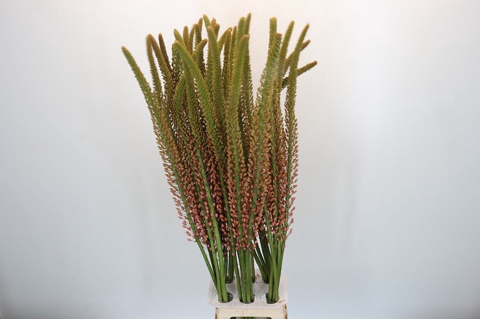 <h4>Eremurus  'Oase'</h4>