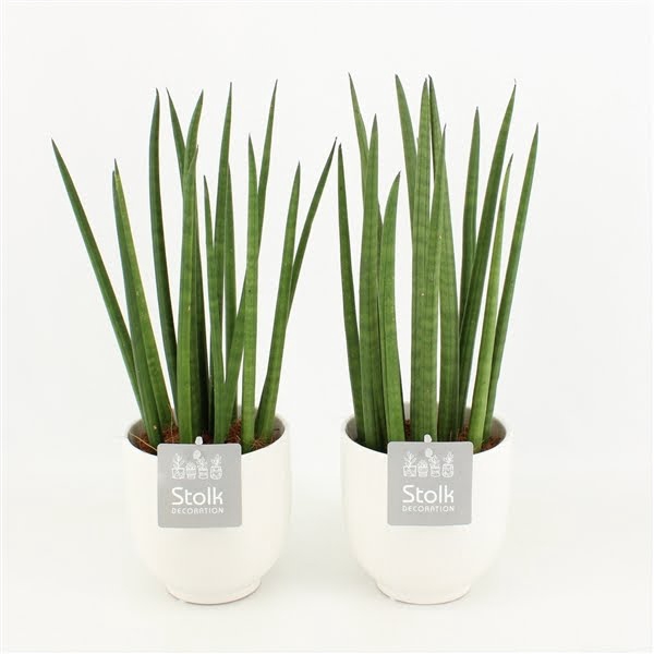 <h4>Sansevieria Cylindrica in Liv keramiek</h4>