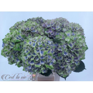 Hydrangea mag amethyst