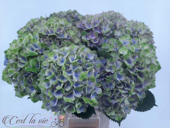 <h4>Hydrangea mag amethyst</h4>