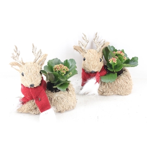 arr3 RN - Stro hert kal.