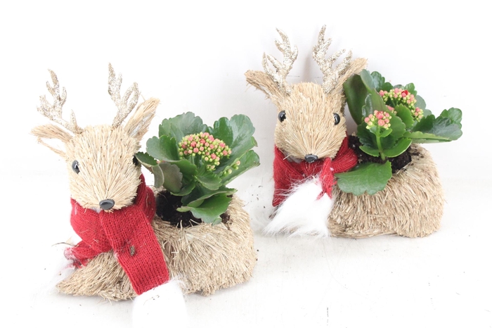 <h4>arr3 RN - Stro hert kal.</h4>