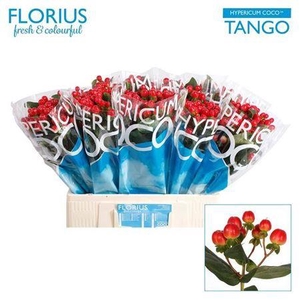 Hyp Coco Tango Red