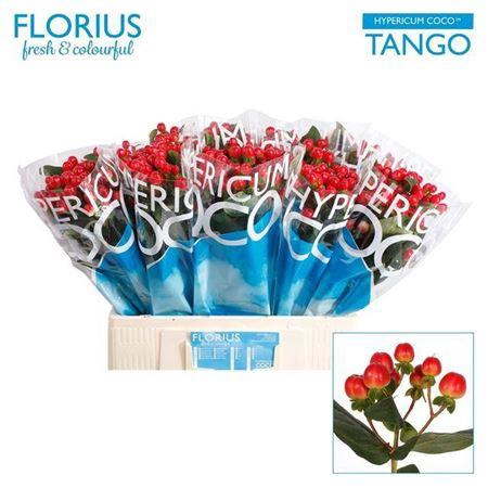 <h4>Hyp Coco Tango Red</h4>