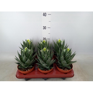 Aloe aristata 'Tiki Tahi'