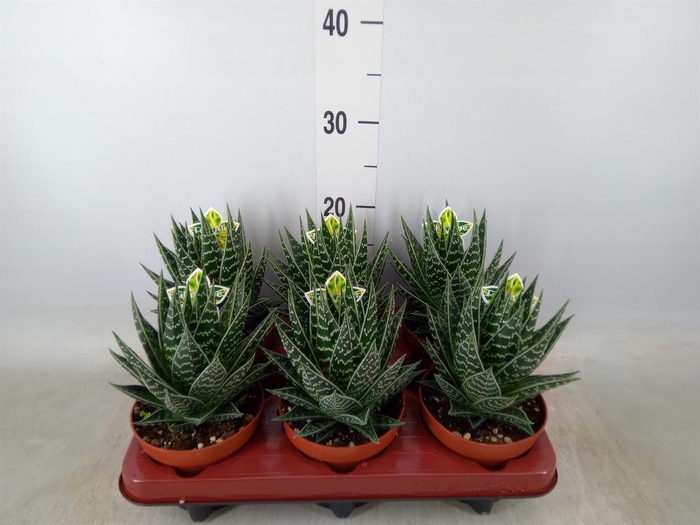 <h4>Aloe aristata 'Tiki Tahi'</h4>