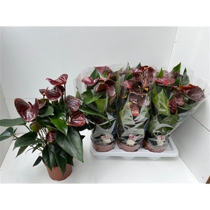Anthurium Essencia