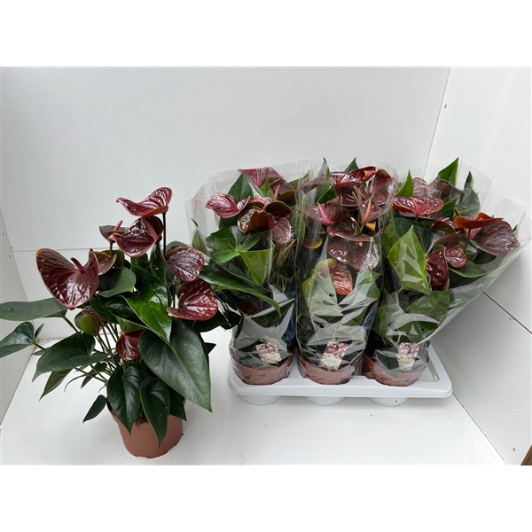 <h4>Anthurium Essencia</h4>