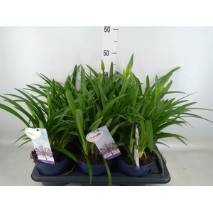 Agapanthus  'Amourette Superb'