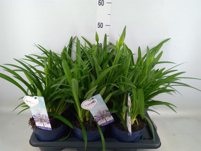 <h4>Agapanthus  'Amourette Superb'</h4>