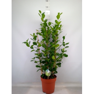 Ficus microcarpa 'Moclame'