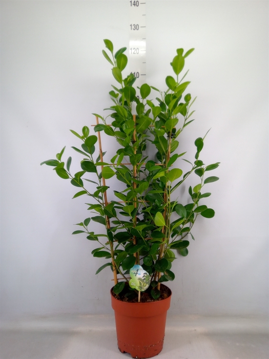 <h4>Ficus microcarpa 'Moclame'</h4>