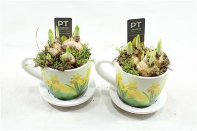 <h4>8726 Tete Middel Kop/schotel</h4>