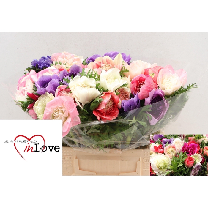 <h4>Anem Co Carill Gem</h4>