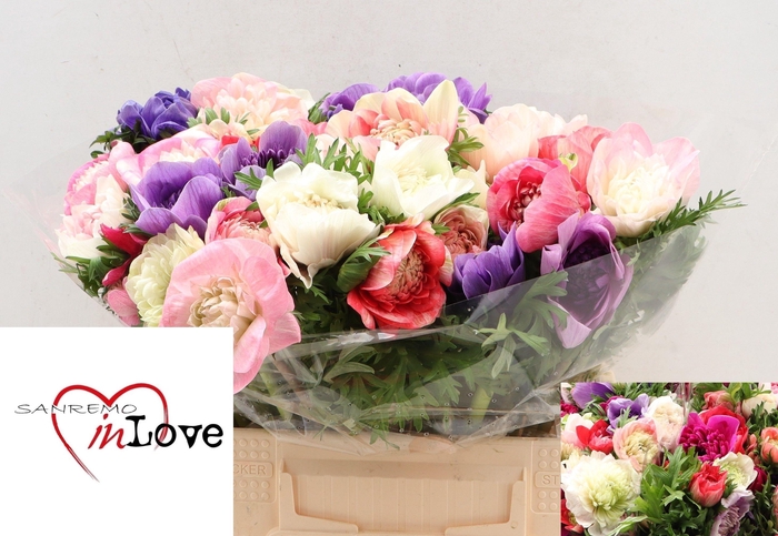 <h4>ANEM CO CARILL GEM</h4>