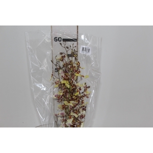ONCIDIUM POPCORN