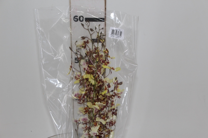 <h4>ONCIDIUM POPCORN</h4>
