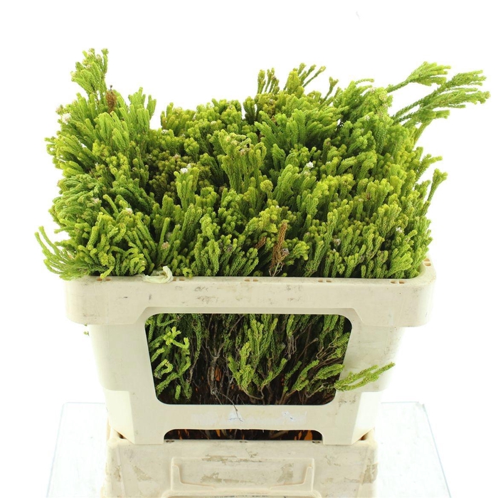 <h4>KAAPS GROEN</h4>