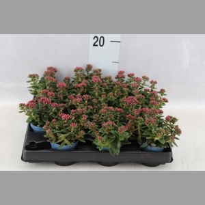 Crassula schmidtii