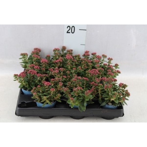 Crassula schmidtii