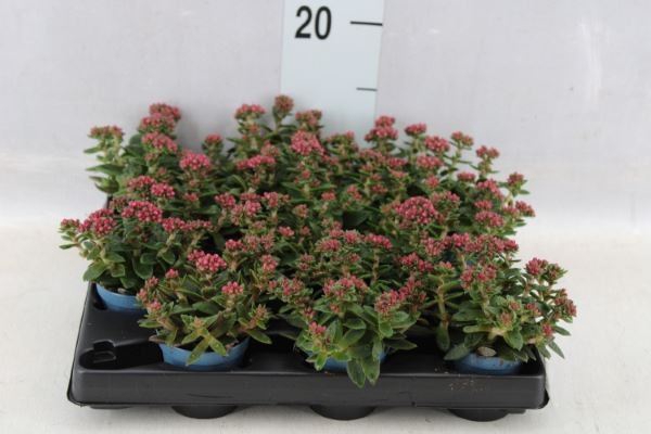 <h4>Crassula schmidtii</h4>