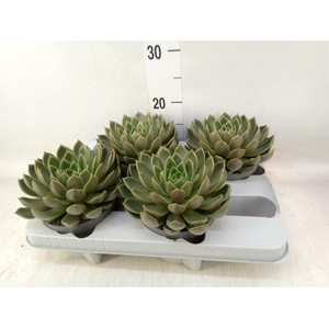 Echeveria   ...not flowering