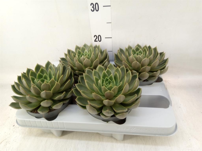 <h4>Echeveria   ...not flowering</h4>