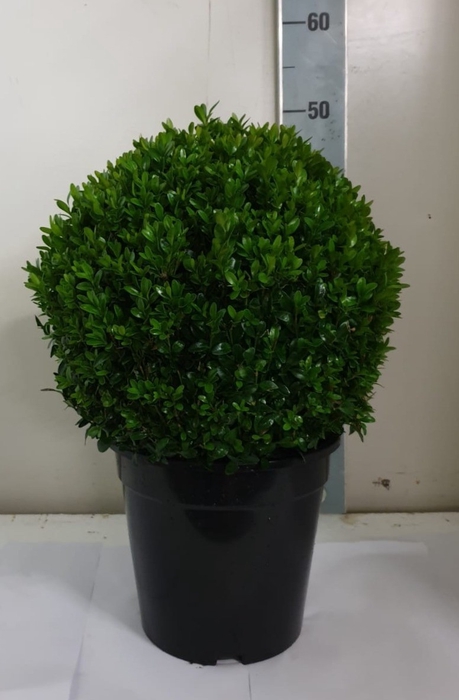 <h4>BUXU SEMPERVIRENS</h4>