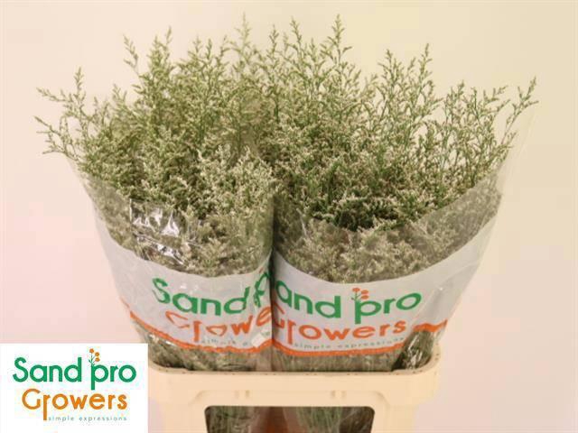 <h4>LIM MISTY WHITE</h4>