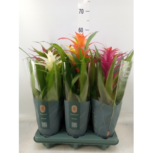 Guzmania   ...mix