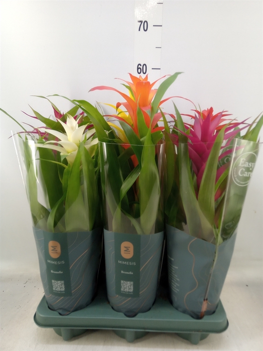 <h4>Guzmania   ...mix</h4>