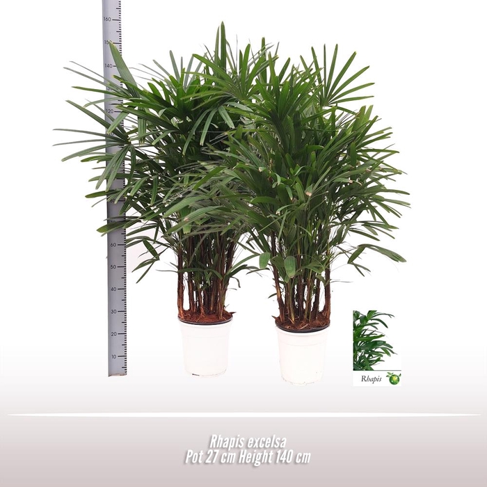 <h4>Rhapis excelsa</h4>