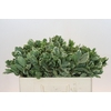 Pittosporum Ilan