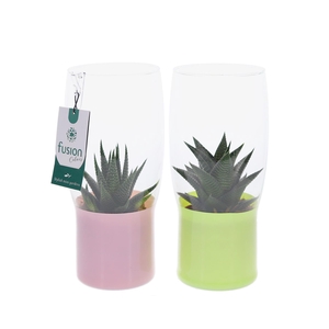 Green Bottle Tulp vaas klein met Haworthia