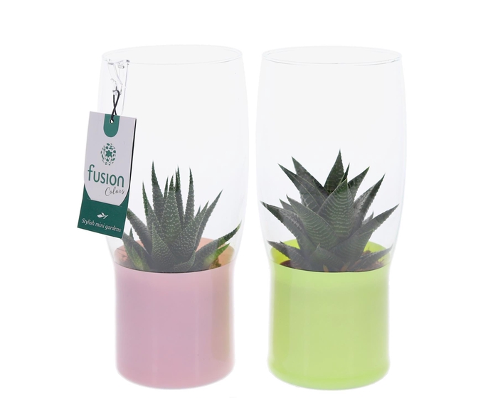 <h4>Green Bottle Tulp vaas klein met Haworthia</h4>