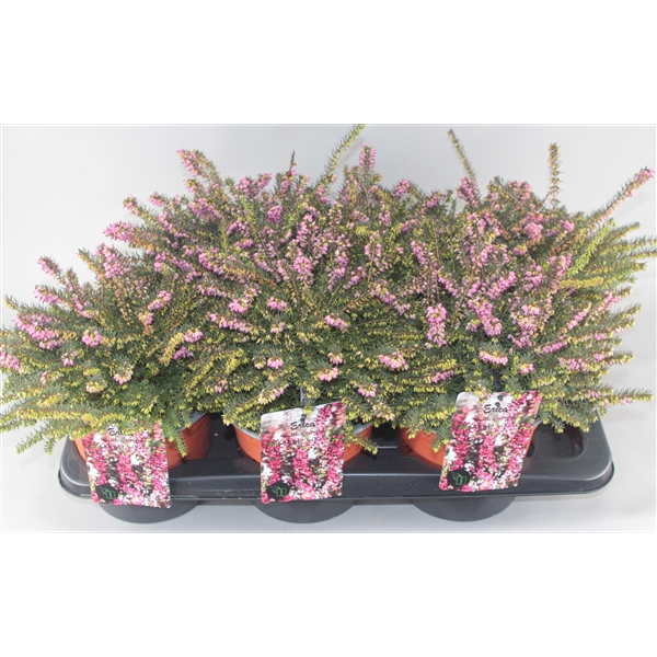 <h4>Erica darleyensis 'Kramer's Rote' C2 Tray</h4>