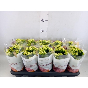 Kalanchoe blos. 'RosDon Dione'