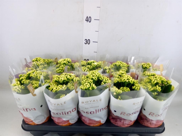 <h4>Kalanchoe blos. 'RosDon Dione'</h4>