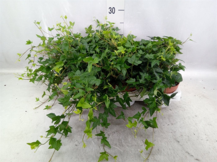 <h4>Hedera helix 'Shamrock'</h4>